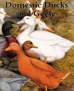 Domestic Ducks and Geese